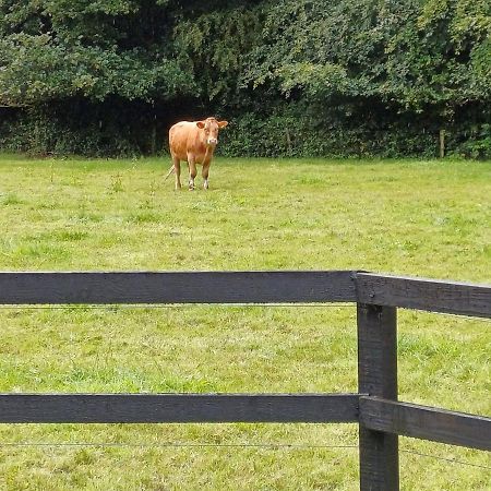 Lara, Maynooth W23P9H6 Luaran gambar